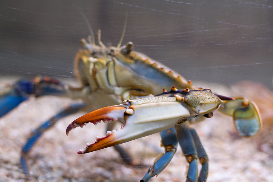 Don't leave without tasting blue crab